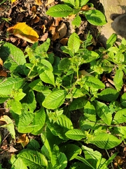 Elephantopus carolinianus