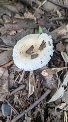 Russula sororia