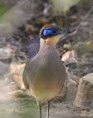 Coua ruficeps olivaceiceps