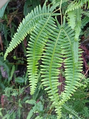 Gleicheniaceae