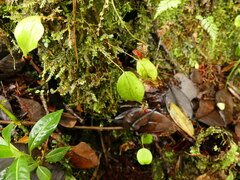 Lepanthes