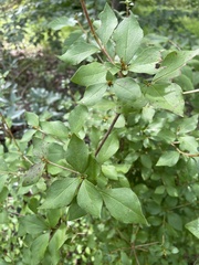 Rhododendron viscosum