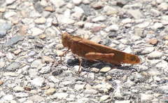 Dissosteira carolina