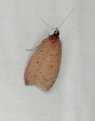 Oecophorinae