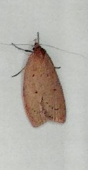 Oecophorinae
