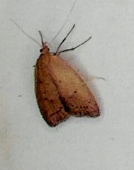 Oecophorinae