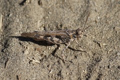 Trimerotropini