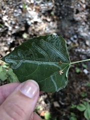 Phyllocnistis unipunctella
