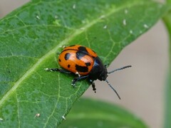 Labidomera clivicollis