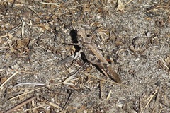 Trimerotropini