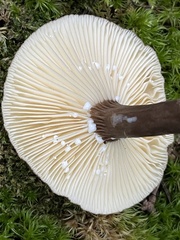 Lactarius lignyotus
