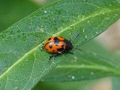 Labidomera clivicollis