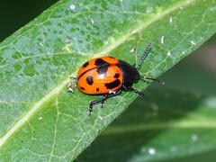 Labidomera clivicollis