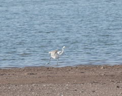 Egretta rufescens