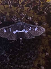 Desmia
