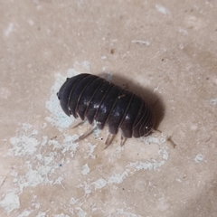 Armadillo officinalis