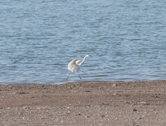 Egretta rufescens