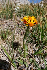 Packera pauciflora