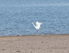 Egretta rufescens