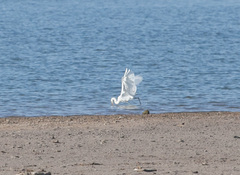 Egretta rufescens