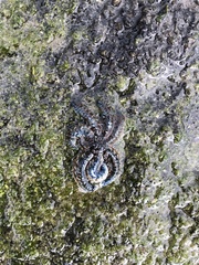 Coscinasterias muricata