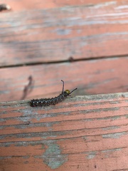 Anisota pellucida
