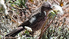 Carpodacus rubicilla