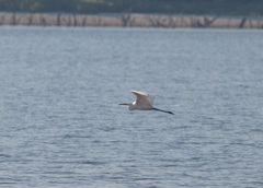 Egretta rufescens