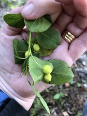 Euura pedunculi