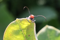 Tetraopes tetrophthalmus
