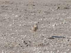 Calidris subruficollis