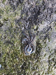 Coscinasterias muricata