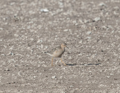 Calidris subruficollis