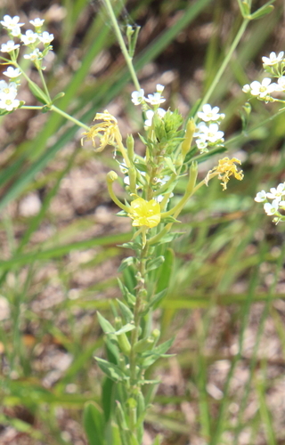 Image of Oenothera clelandii by (c) psweet, some rights reserved (CC BY-SA)