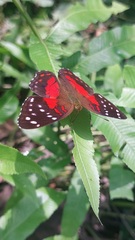 Anartia amathea