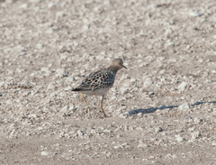 Calidris subruficollis
