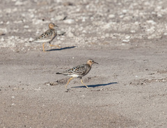 Calidris subruficollis