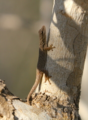 Lygodactylus