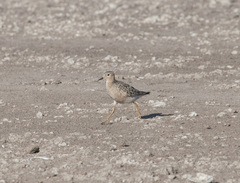 Calidris subruficollis