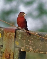 Coryphospingus cucullatus