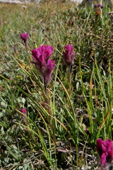 Castilleja lemmonii