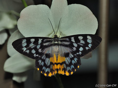 Dysphania glaucescens