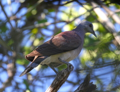 Nesoenas picturatus