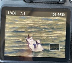 Larus delawarensis
