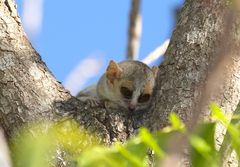 Microcebus griseorufus