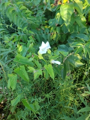 Calystegia sepium