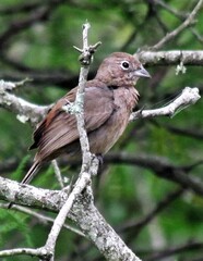 Coryphospingus cucullatus