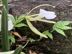 Brassavola nodosa