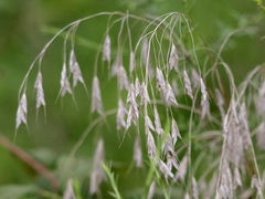 Bromus