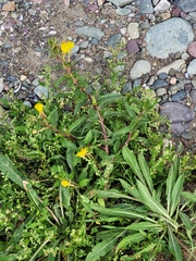 Oenothera parviflora
